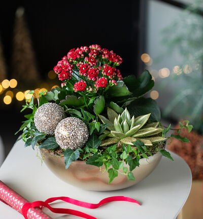 Julegruppe allergivennlig rød Julegruppe allergivennlig rød